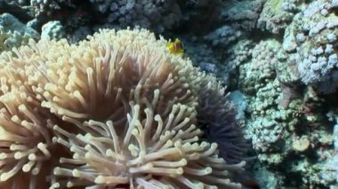 Kırmızı deniz Anemone suyun altında palyaço balığı.