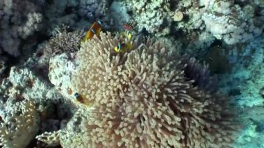 Kırmızı deniz Anemone suyun altında palyaço balığı.