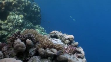 Ölü Deniz kestanesi Echinothrix diadema su altında balık yiyin.