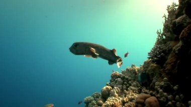 Yakın çekim Diodon hystrix balık kirpi Porcupinefish sualtı Kızıldeniz.