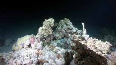 Arap Boxfish Ostraciidae balık sualtı Kızıldeniz.