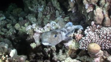 Diodon hystrix balık kirpi Porcupinefish sualtı Kızıldeniz.