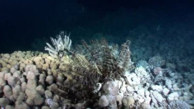 Resifin tepesi çeşitli mercan sualtı Kızıldeniz.