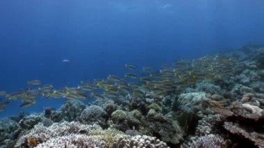Okul Yellowstripe Goatfish Mulloides Flavolineatus balık sualtı Kızıldeniz.