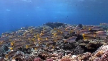 Okul Yellowstripe Goatfish Mulloides Flavolineatus balık sualtı Kızıldeniz.