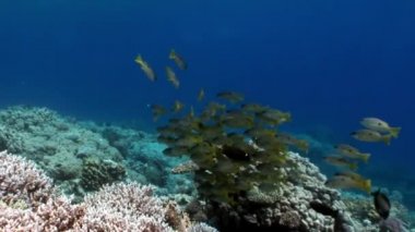 Okul Yellowstripe Goatfish Mulloides Flavolineatus balık sualtı Kızıldeniz.