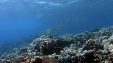 Resifin tepesi çeşitli mercan sualtı Kızıldeniz.