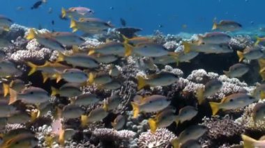 Okul Yellowstripe Goatfish Mulloides Flavolineatus balık sualtı Kızıldeniz.
