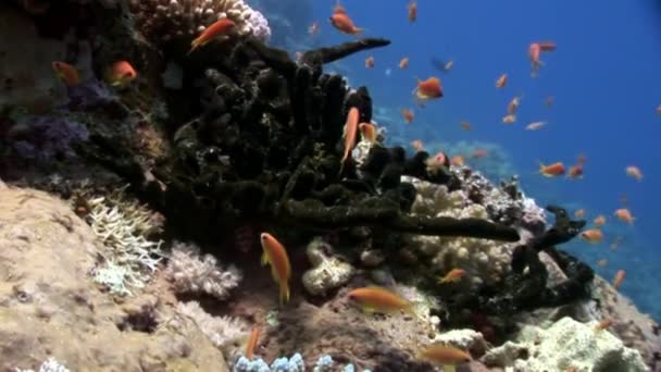 Escuela de peces de color naranja brillante sobre fondo azul limpio bajo el agua Mar Rojo . — Vídeos de Stock