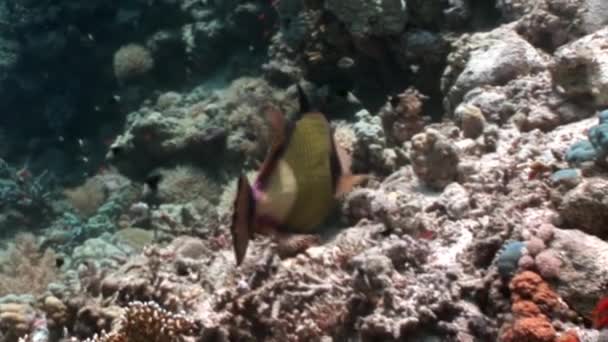 Toothy fisk Titan Triggerfish undervattens Röda havet. — Stockvideo