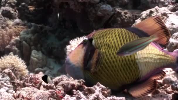Dientes Balistidae peces Titan Triggerfish bajo el agua Mar Rojo . — Vídeos de Stock