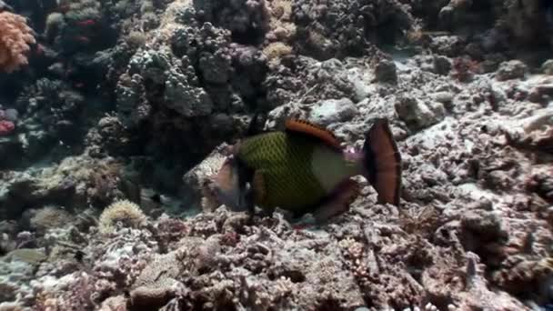 Toothy Balistidae fish Titan Triggerfish underwater Red sea. — Stock Video