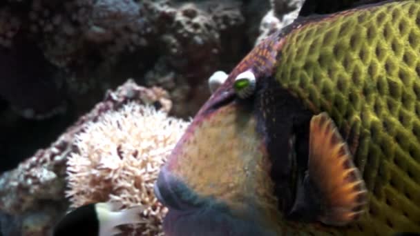 Zubatý ryby Balistidae ostenec Titan pod vodou Rudého moře. — Stock video