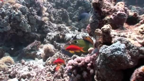 Escola de peixes alaranjados brilhantes no fundo azul limpo subaquático Mar vermelho . — Vídeo de Stock