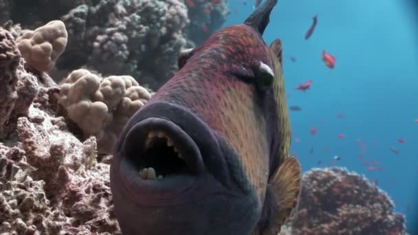 Dientes Balistidae peces Titan Triggerfish bajo el agua Mar Rojo . — Vídeo de stock