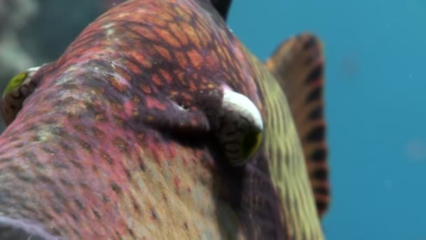 Close-up toothy Balistidae Titan Triggerfish onderwater rode zee vissen. — Stockvideo