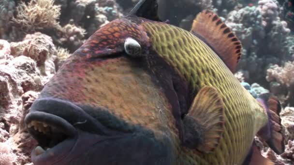 Nahaufnahme zahme Balistidae Fische Titan Drückerfisch unter Wasser rotes Meer. — Stockvideo