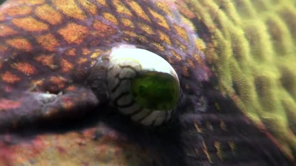 Primer plano toothy Balistidae peces Titan Triggerfish bajo el agua Mar Rojo . — Vídeo de stock