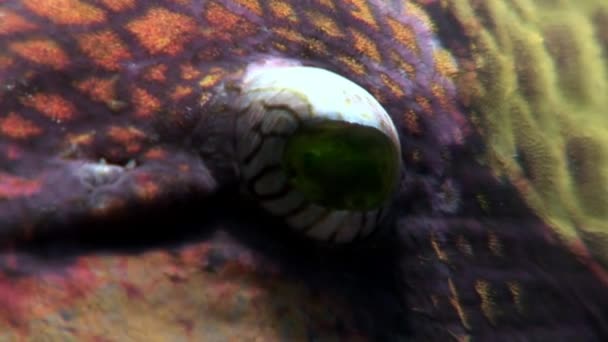 Close-up toothy Balistidae Titan Triggerfish onderwater rode zee vissen. — Stockvideo