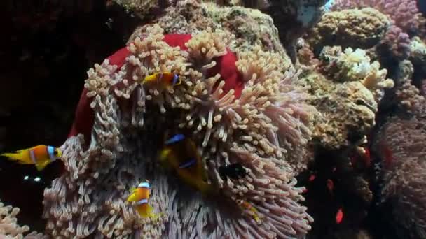 Pez payaso en anémona de color rojo brillante bajo el agua del mar . — Vídeo de stock