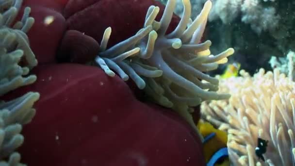 Pesce pagliaccio in anemone rosso vivo sott'acqua di mare . — Video Stock