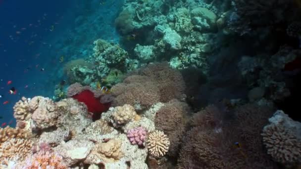 Clown fish in bright red anemone underwater of sea. — Stock Video