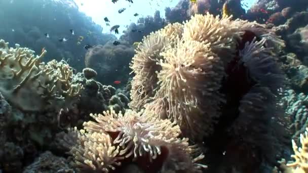 Clown fish in anemone underwater of Red sea. — Stock Video