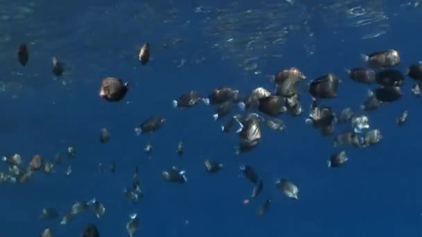 Peces en coral sobre fondo azul limpio bajo el agua Mar Rojo . — Vídeos de Stock