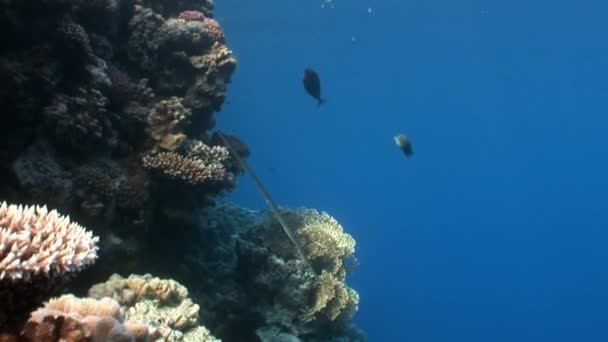 Fisk i coral på ren blå bakgrund undervattens Röda havet. — Stockvideo