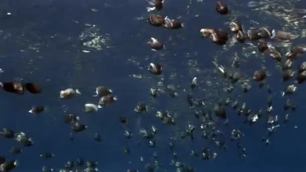 Poissons en corail sur fond bleu propre sous-marin Mer Rouge .