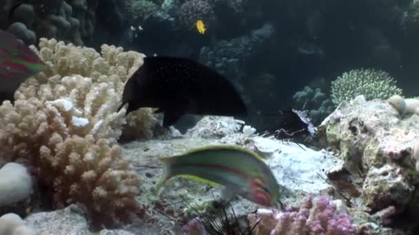 Fish eat dead black sea urchin Echinothrix diadema underwater. — Stock Video