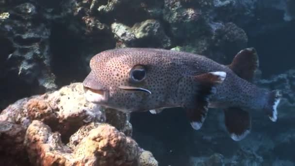 Close-up Diodon hystrix peixe ouriço Porcupinefish subaquático Mar vermelho . — Vídeo de Stock