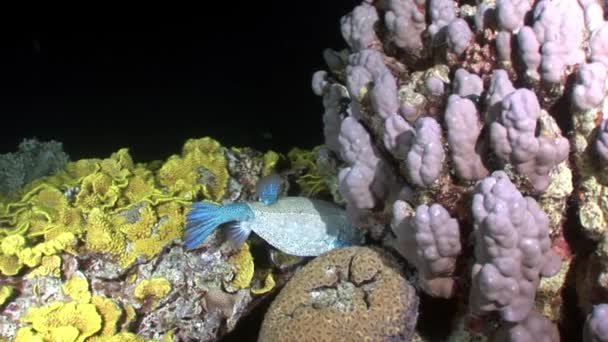 Arabische koffervis Ostraciidae vissen onderwater rode zee. — Stockvideo