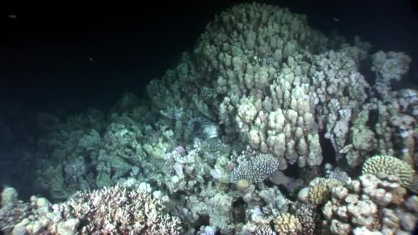 Diodon hystrix balık kirpi Porcupinefish sualtı Kızıldeniz. — Stok video