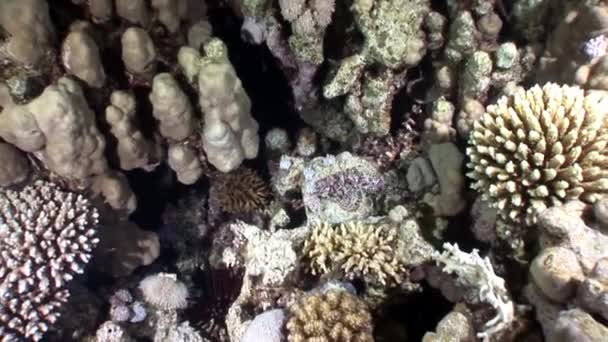 Flathead scorpionfish em coral subaquático Mar Vermelho . — Vídeo de Stock