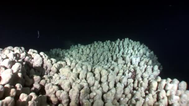 Útes různé korály pod vodou Rudého moře. — Stock video