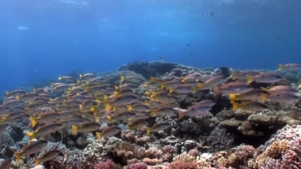 Iskolai Yellowstripe Goatfish Mulloides Flavolineatus halak a víz alatti Vörös-tenger. — Stock videók