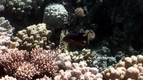 Риф из различных кораллов под водой Красное море . — стоковое видео