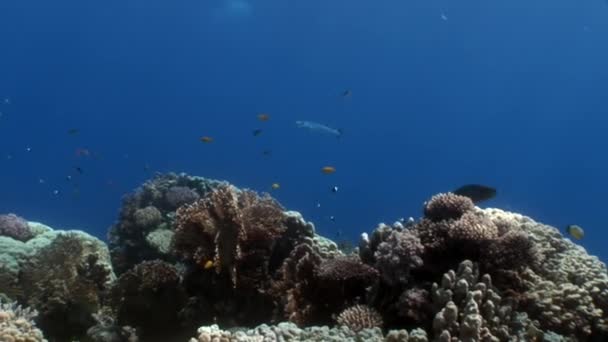 다양 한 산호 수 중 홍 해의 암초. — 비디오