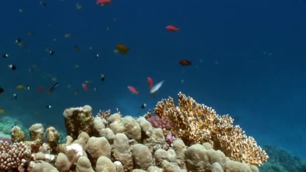 Fisk i coral på ren blå bakgrund undervattens Röda havet. — Stockvideo