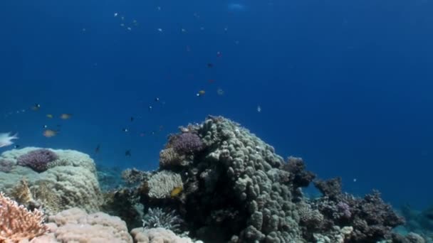Fische in Korallen auf sauberem blauem Hintergrund unter Wasser rotes Meer. — Stockvideo