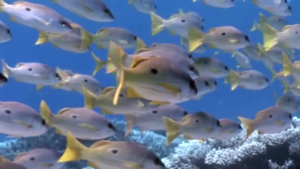 School of Yellowstripe Goatfish Mulloides Flavolineatus fish underwater Red sea. — Stock Video