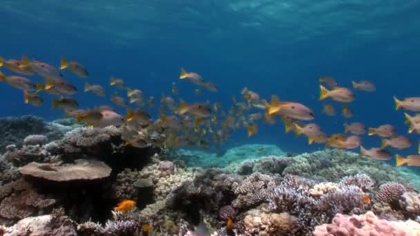 Škola Yellowstripe Goatfish Mulloides Flavolineatus ryb pod vodou Rudého moře. — Stock video