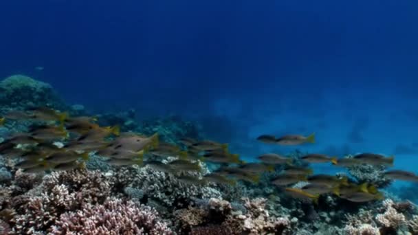 Skolan av Yellowstripe mullusfisk Mulloides Flavolineatus fish underwater Red sea. — Stockvideo