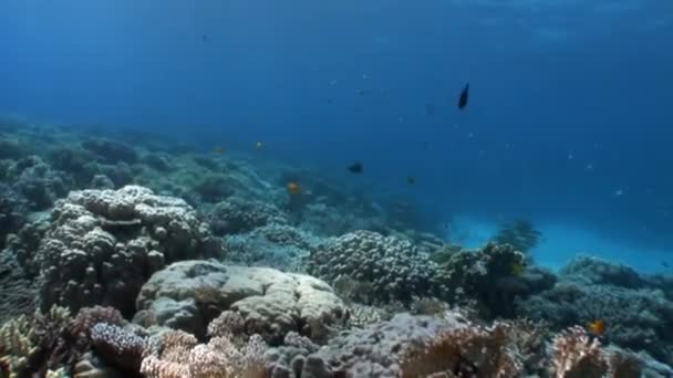 水下红海各种珊瑚礁. — 图库视频影像