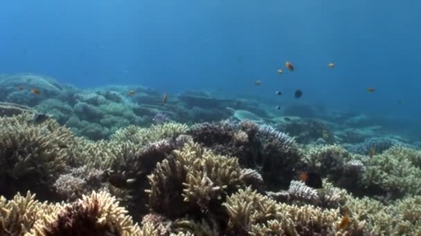 水下红海各种珊瑚礁. — 图库视频影像