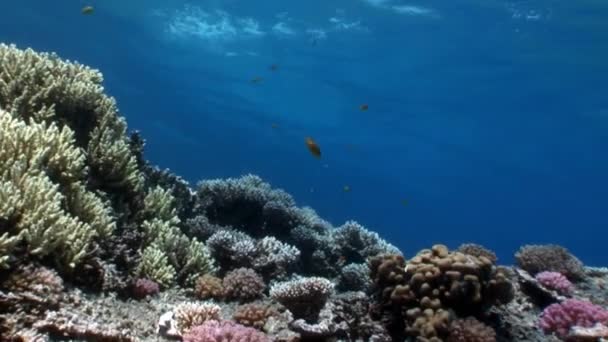Reef of various corals underwater Red sea. — Stock Video