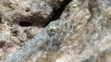 Mercan sualtı Kızıldeniz'maskeli lizardfish Sinodontidae balık.