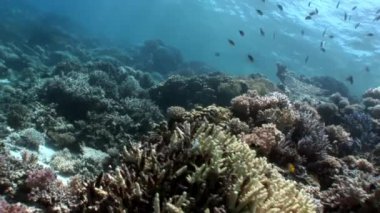 Resifin tepesi çeşitli mercan sualtı Kızıldeniz.
