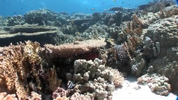 Reef of various corals underwater Red sea. — Stock Video